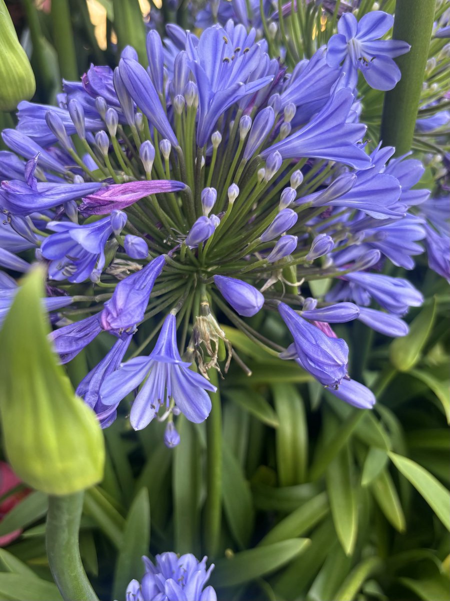 Happy Saturday! African Lily.