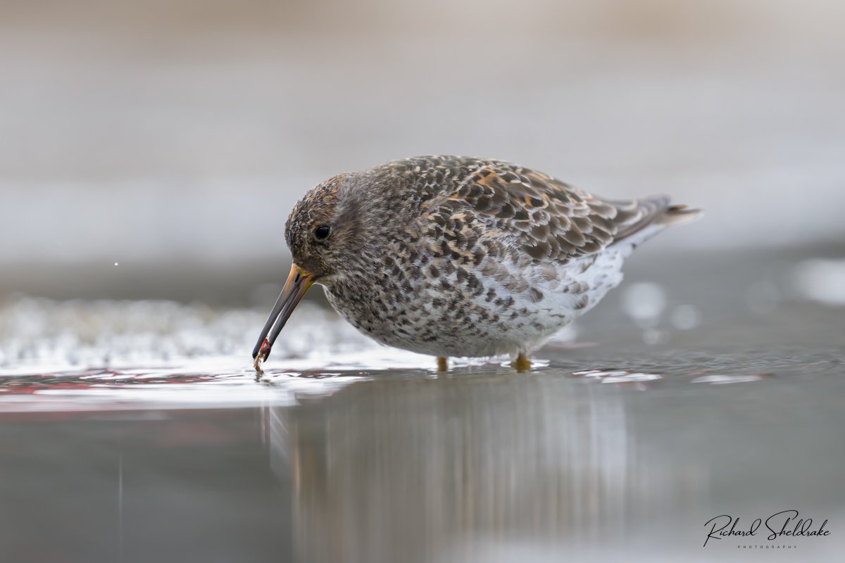 Purple Sandpiper 

A migrant to Svalbard for the summer, foraging in the ponds just on the outskirts of Longyearbyen 

#sharemondays2024 #appicoftheweek #wexmondays #fsprintmonday #purplesandpiper #svalbard