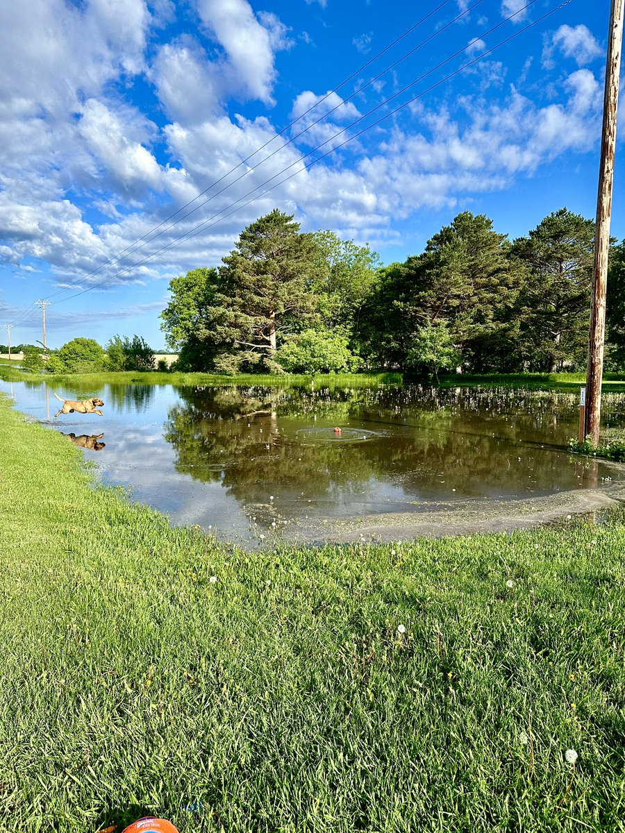 Good news: the buddy has a new backyard pool for water fetch.