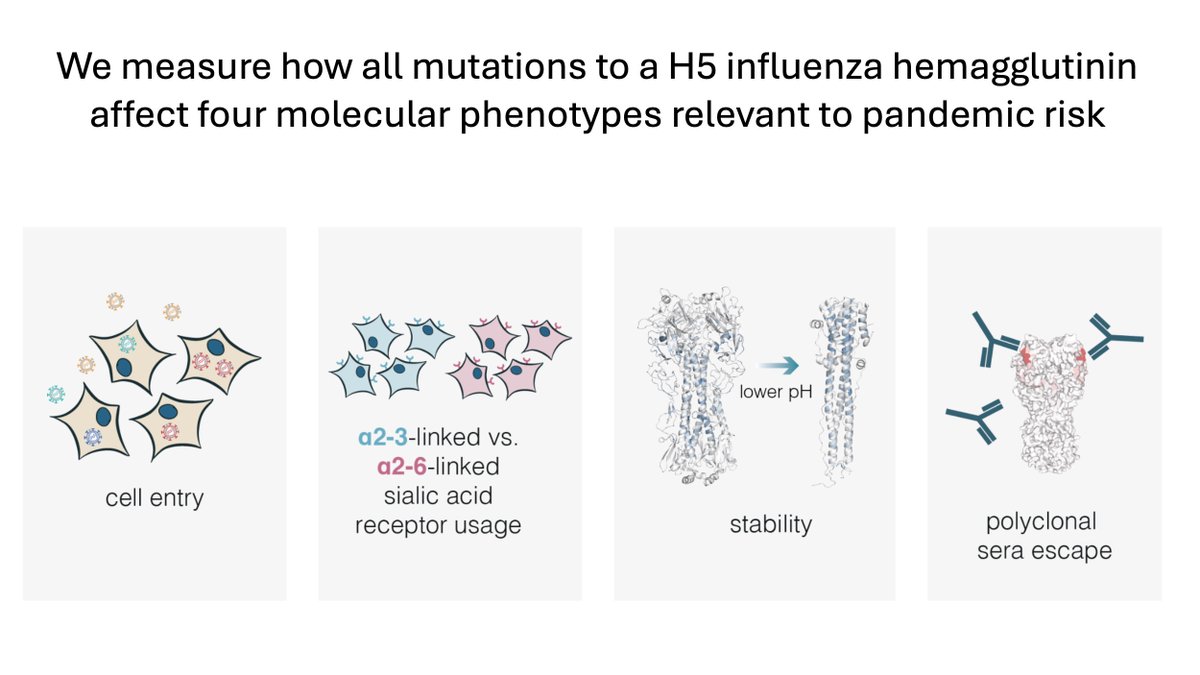 In new study led by @bdadonaite, we measure how all mutations to H5 influenza HA affect four molecular phenotypes relevant to pandemic risk: biorxiv.org/content/10.110… Results can inform surveillance of ongoing evolution of H5N1.