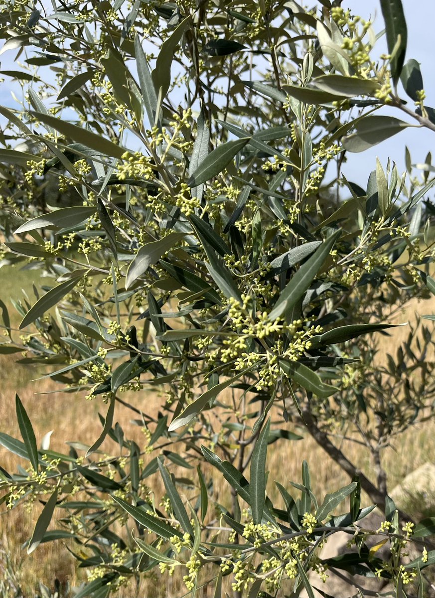 A punt d’esclatar. Festival de flor, enguany, a la Segarra. Ara… que pol•linitzi bé!