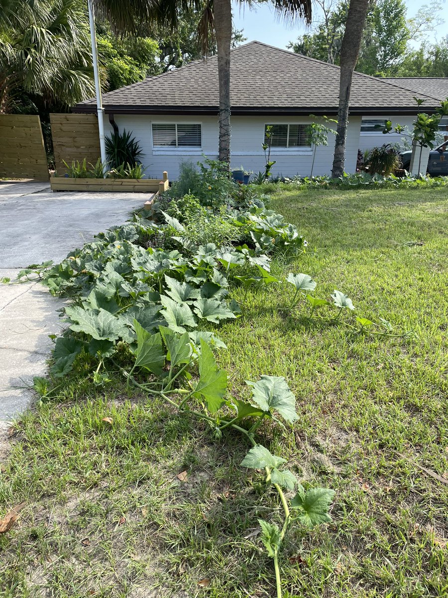 Front herb garden update-

Seminole pumpkin almost in the road… over achiever