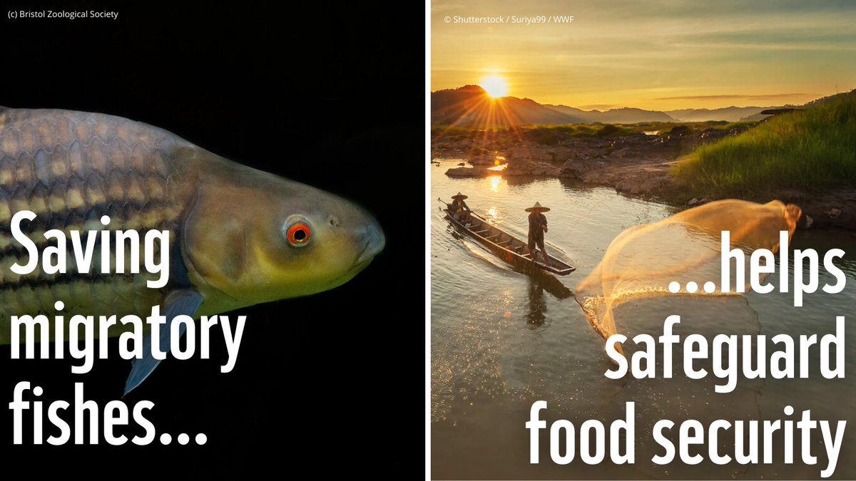WWF Resilient Asian Deltas🐬 (@wwfasiandeltas) on Twitter photo DYK that in the Mekong River basin alone, over 100 different species - billions of fish - migrate every year! However most of these fish are threatened by dams - putting livelihoods and food security of millions of people at risk! #worldfishmigrationday DYK that in the Mekong River basin alone, over 100 different species - billions of fish - migrate every year! However most of these fish are threatened by dams - putting livelihoods and food security of millions of people at risk! #worldfishmigrationday