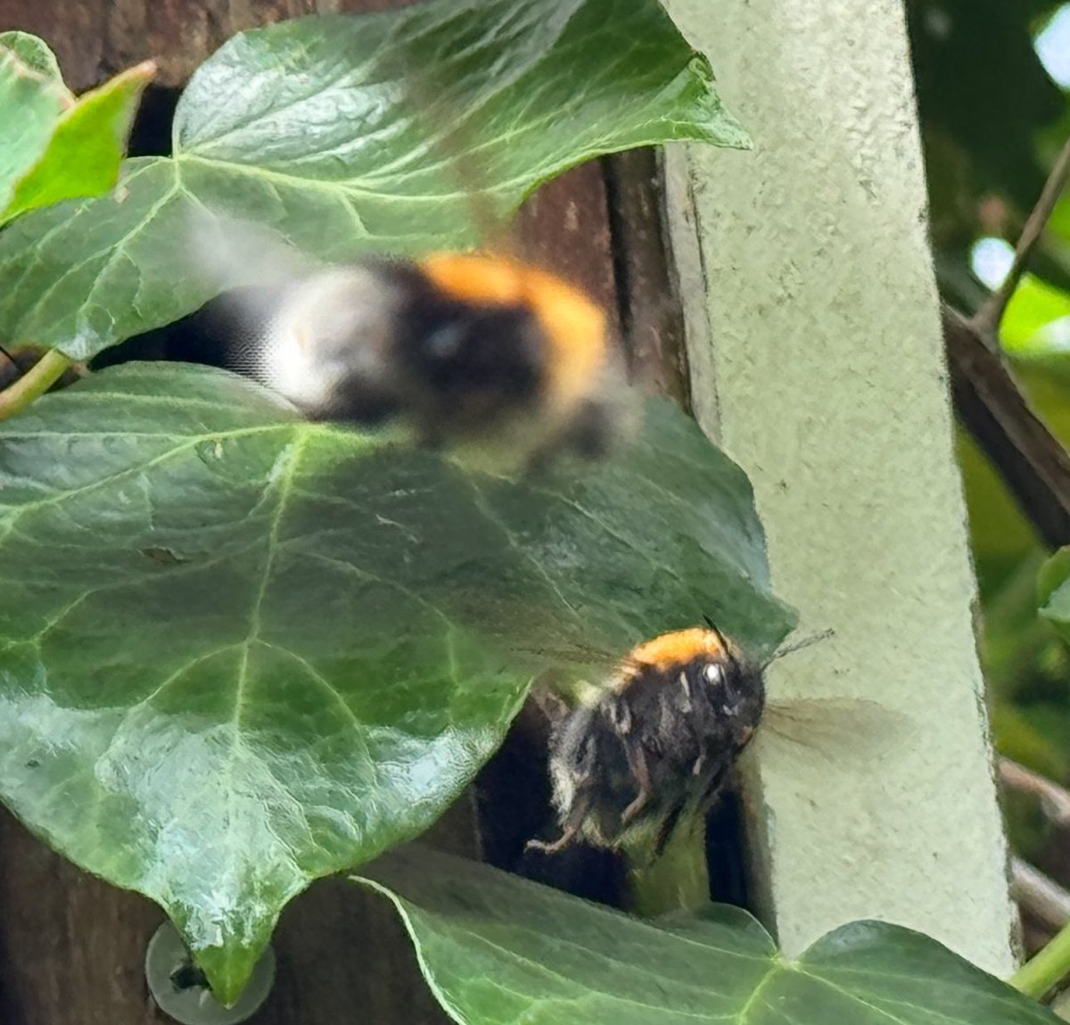 Arnold Meijer | Blue Robin dtp tweet media