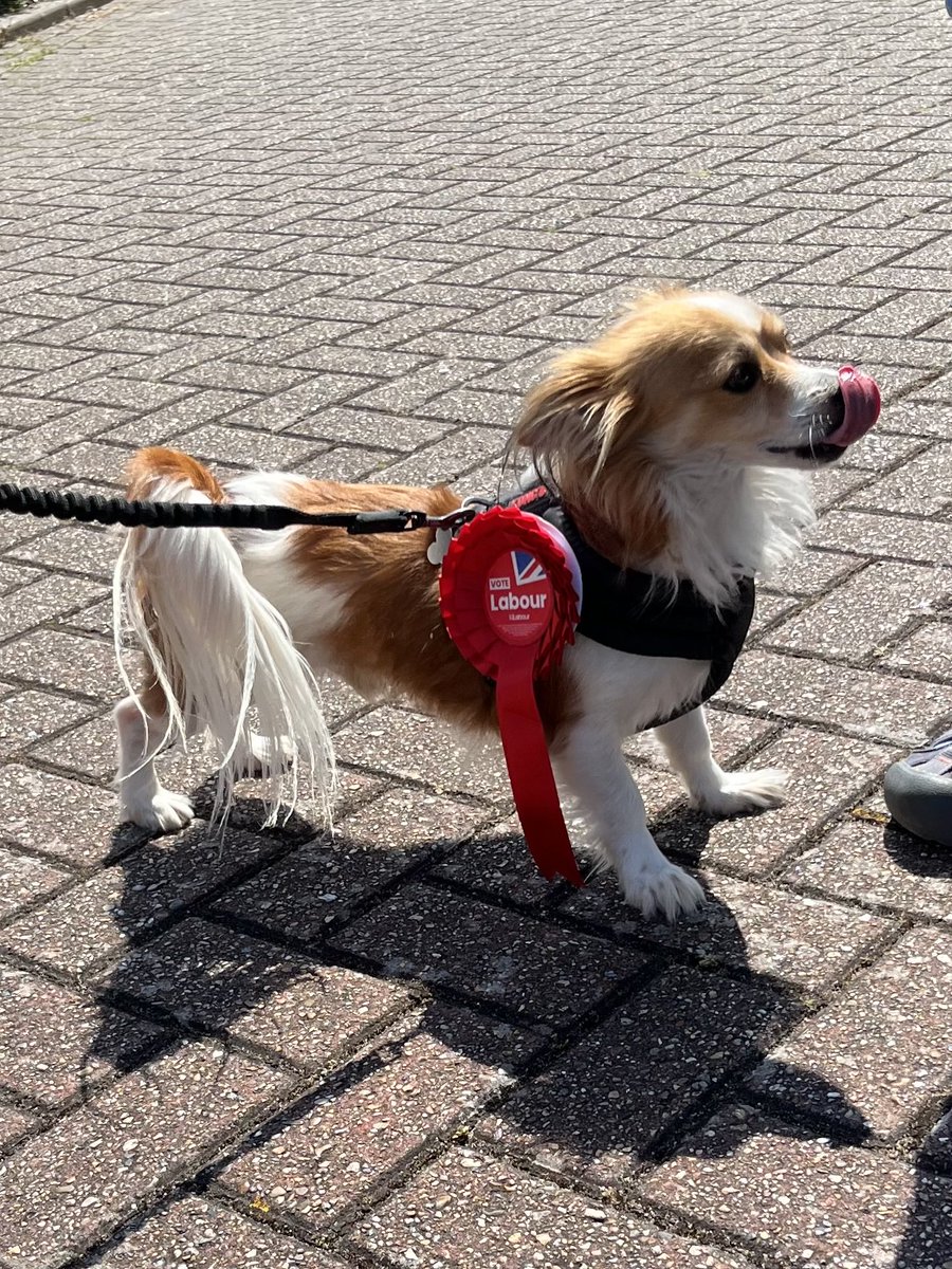 Floyd is part of ⁦@PetsForLabour⁩