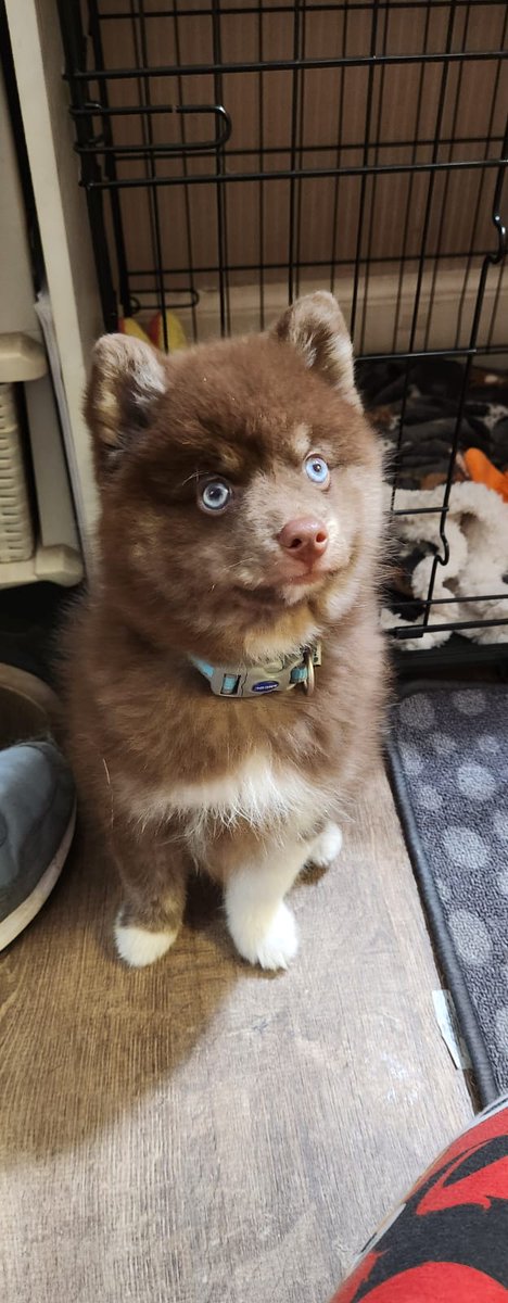 Our new pupper Star, what a stunner he is 😍