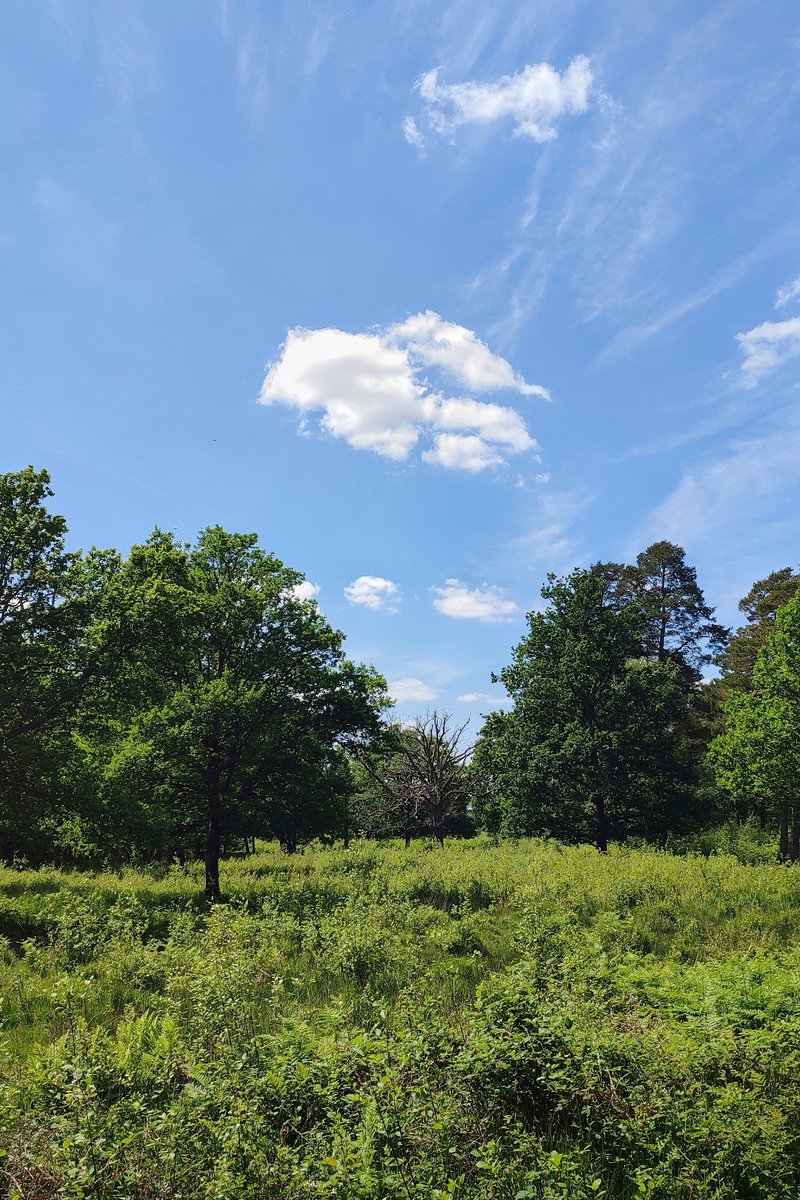 Live post.. From a beautiful English day Looking for lizards 🦎 Also droning