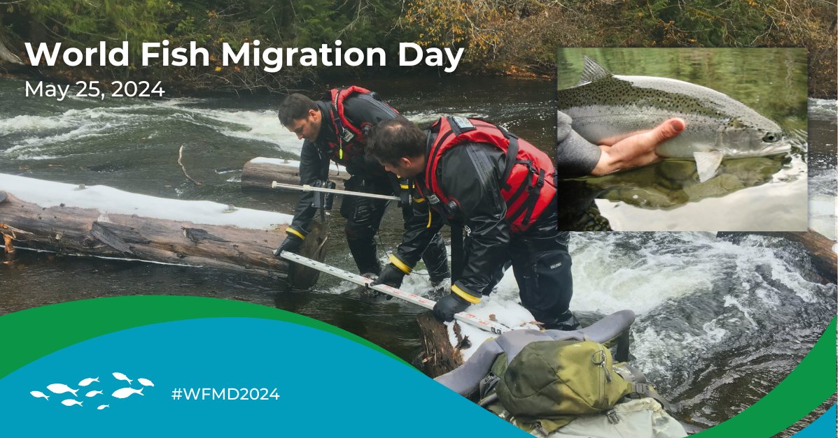 Ecofish and Laich-Kwil-Tach Environmental Assessment Ltd's JHTMON-6 Fish Passage Study in the Campbell River watershed reveals how stream flow conditions are essential to fish migration. This research is crucial for balancing fish needs with power generation. #WFMD2024 #FreeFlow