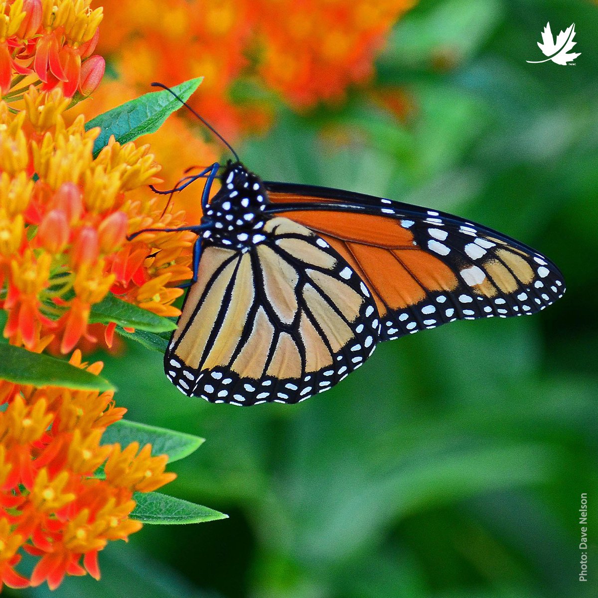 Monarch butterflies are making their way back to Canada for the summer months! Have you spotted any monarchs yet? 🦋 --- Les monarques sont en route vers le Canada pour y passer l’été! En avez-vous déjà repéré jusqu’à présent? 🦋