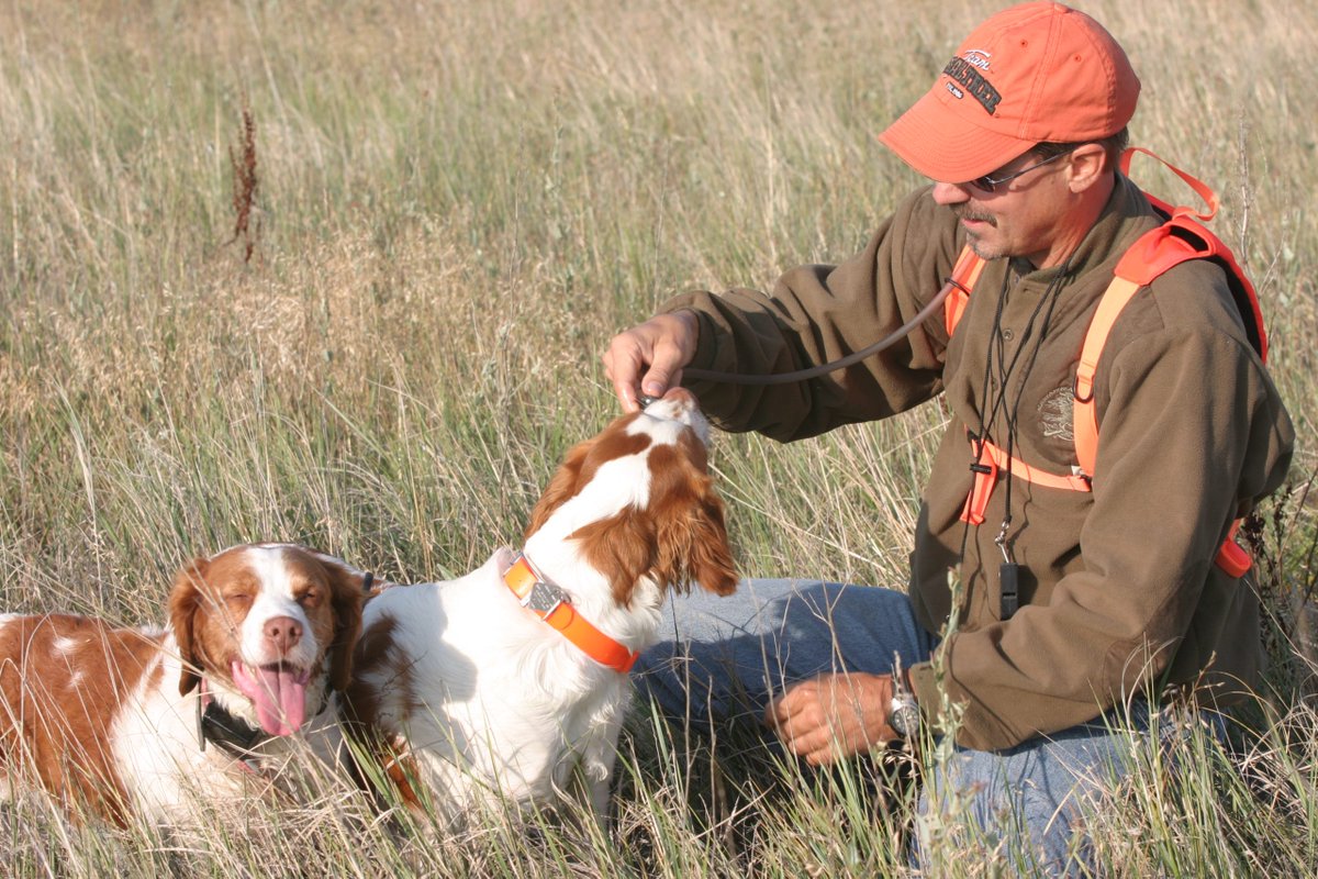 Keep your dogs safe outdoors and avoid some of the most common dangers afield. Read more 👇 bit.ly/44TYANx 📷 Mark Kayser