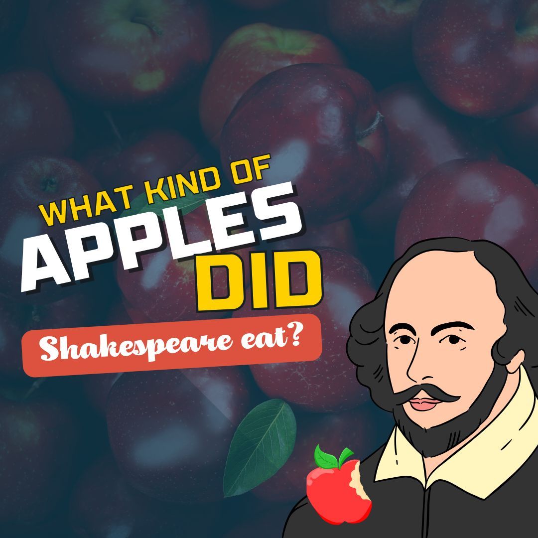 What kind of apples did Shakespeare eat? Well, we may never know for sure but we CAN know what kinds of apples were available, popular, and being grown in England for the 16-17th century. Let's explore the history right now on #ThatShakespeareLife buff.ly/3WUuAiv
