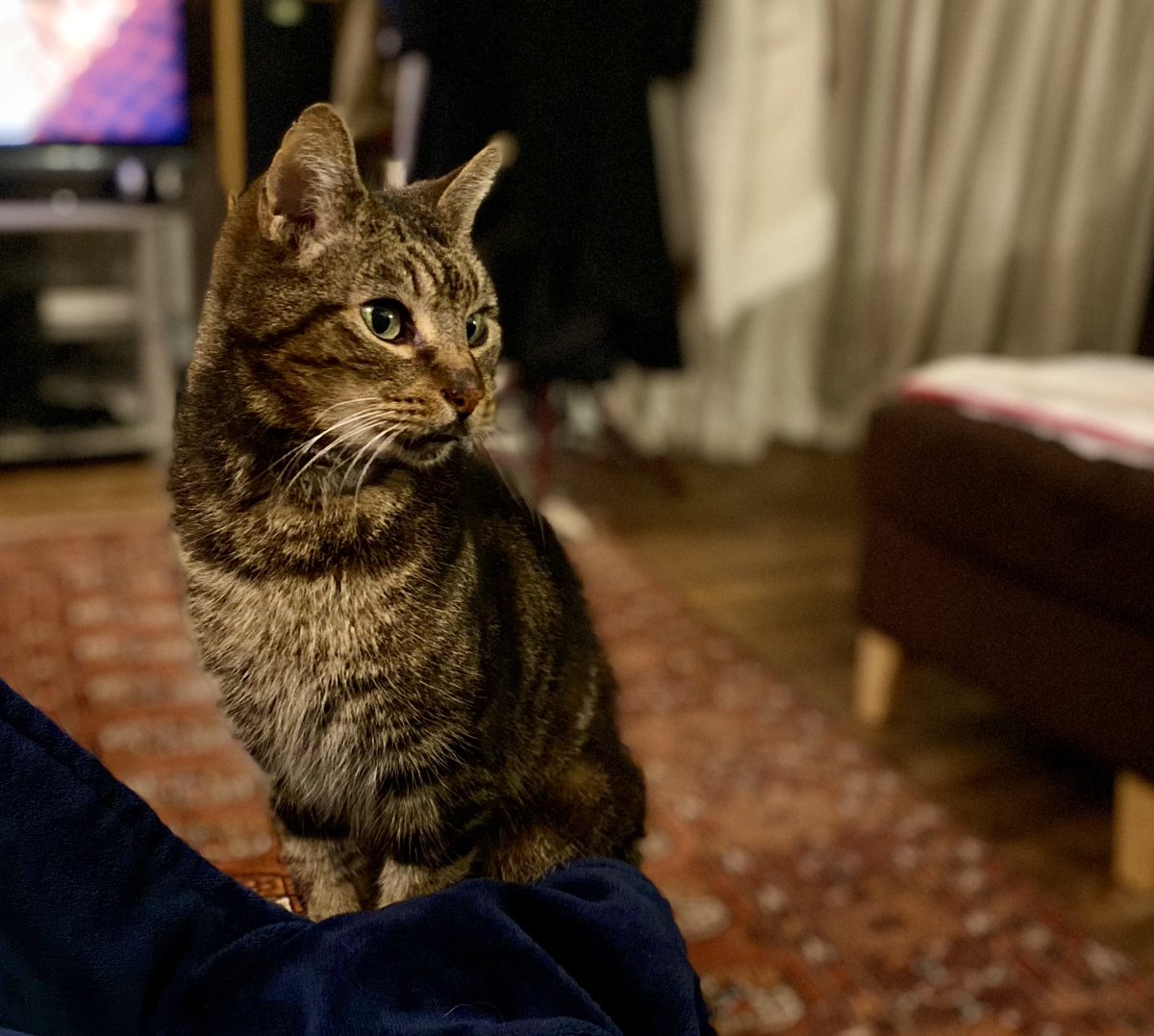 And well you might look away after dragging the bath mat onto the floor to pee on…