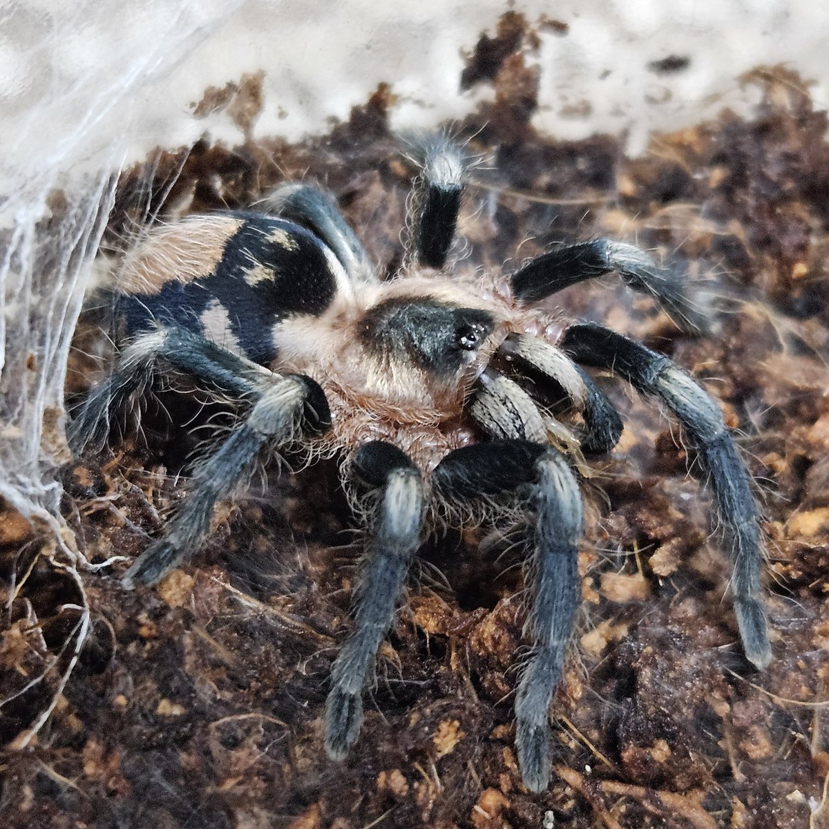 hibiki695's tweet photo. Cyriocosmus ritae
(ペルビアンドワーフブラック＆ホワイト）
2匹目のCyriocosmus、大事に飼うぜ～、♀だし長く一緒に過ごせると良いな
#Cyriocosmus
#ritae https://t.co/3BBWTBAbVx