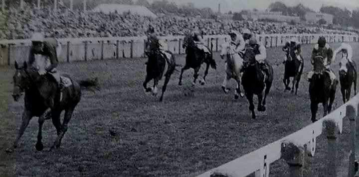 HORSERACING1002's tweet image. SHARPO 🇬🇧1977
(SHARPEN UP -  MOIETY BIRD BY FALCON)
#Sharpo