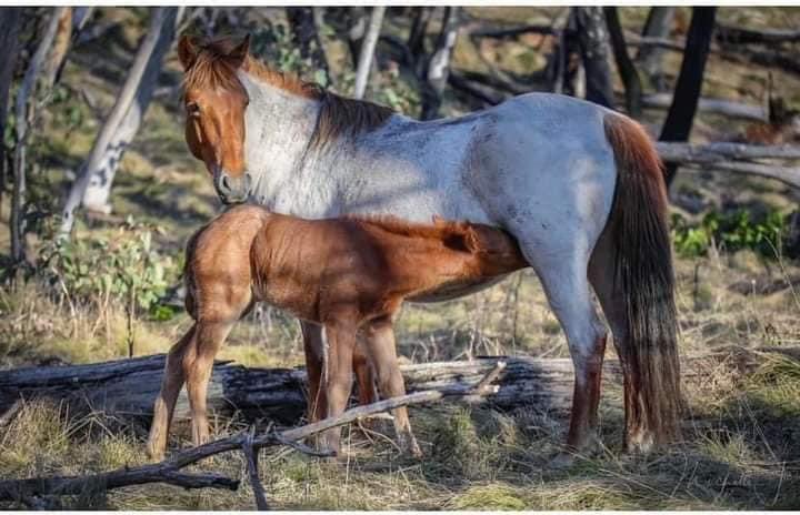 SaveOurBrumbies tweet media