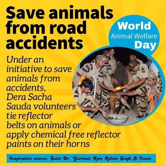 Under the guidance of Saint Dr Gurmeet Ram Rahim Ji, volunteers of DSS are moving forward to bring about real change.
Through their Animal Welfare initiative, they are making stray animals wear reflective belts to keep them safe on the streets at night. #AnimalWelfare #AnimalCare