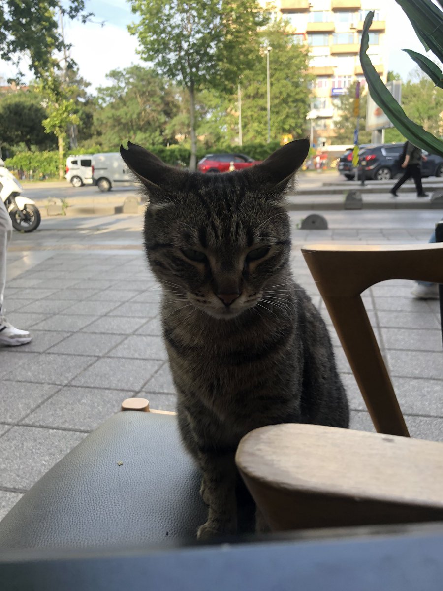 Bu çimen gözlü kız İstanbul’da yuva arıyor. Çevredeki dükkanlara girip saklanıyor istenmiyor kovuluyor ama ısrarla giriyor o yüzden şiddet görmesinden korkuyorum. Belediye tarafından kısırlastırıldıgını düşünüyorum.