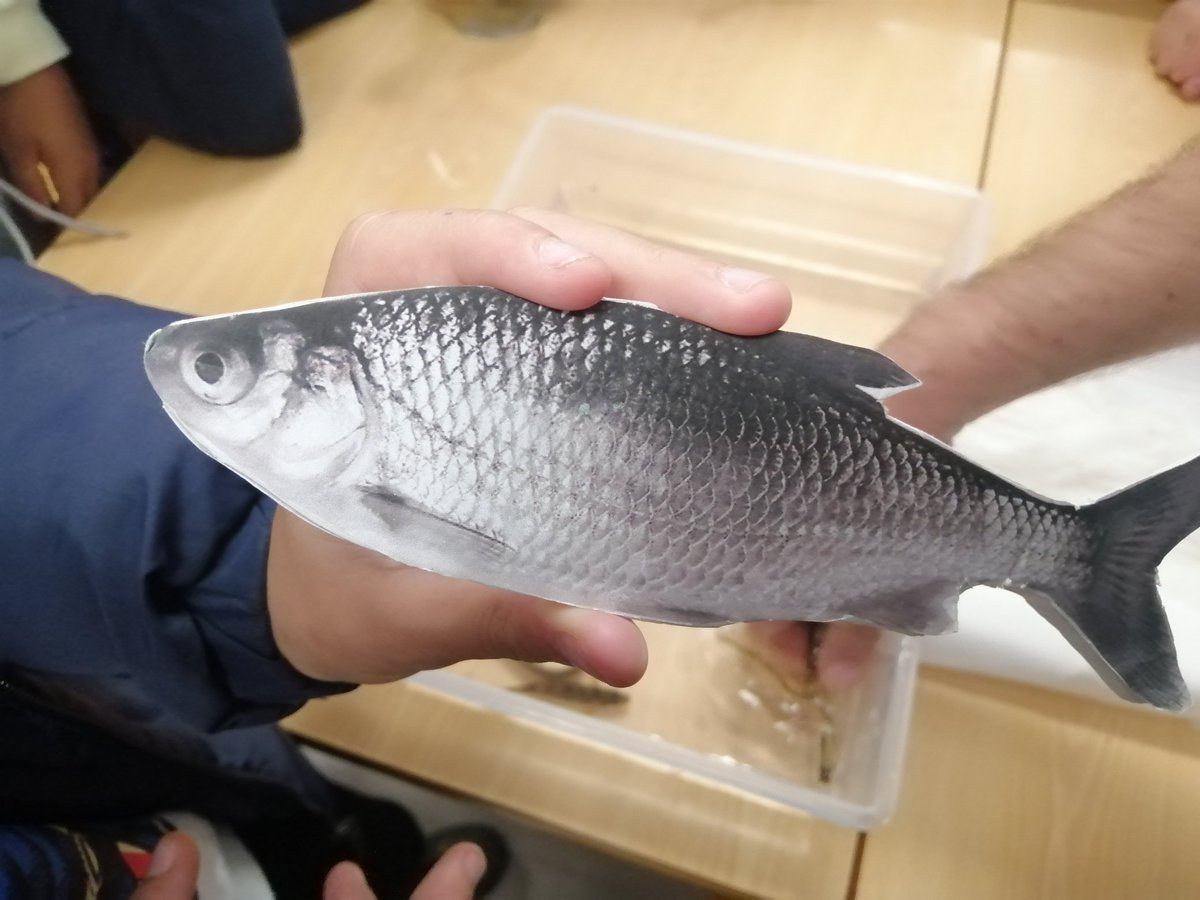 Last Wednesday I had the chance to talk about 🇵🇹 freshwater fishes and non-natives at an elementary school. It was sooooo cool and rewarding! Looking forward to do it more often under #lifepredator and talk about #silurusglanis invasion in the Tagus river @MAREscience