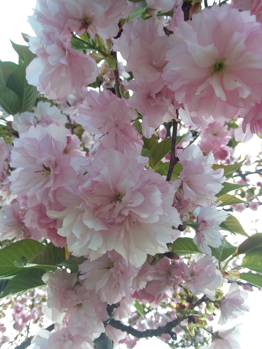 Missing the #cherryblossoms . Loved standing under those #blooming #trees ... so beautiful. 🌸🐝🌸💖 #spiritual #energy #nature #blooms #peaceful #positiveenergy #photos