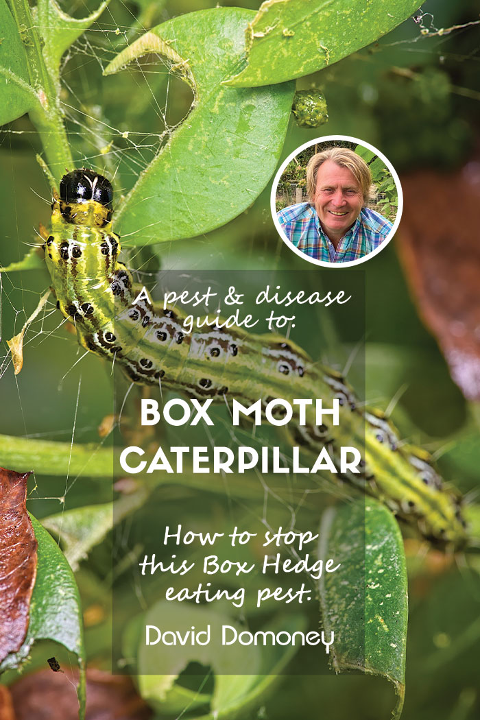 'Witnessing your lush box hedges vanish within days due to box moth caterpillars? Learn how to identify and combat this sneaky garden pest. Arm yourself with the right knowledge here 👉 bit.ly/4bI6AUa 🍃🐛'#savethegreens