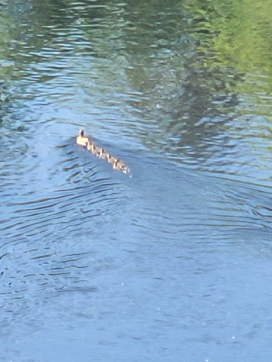 Christine M Robbins tweet media