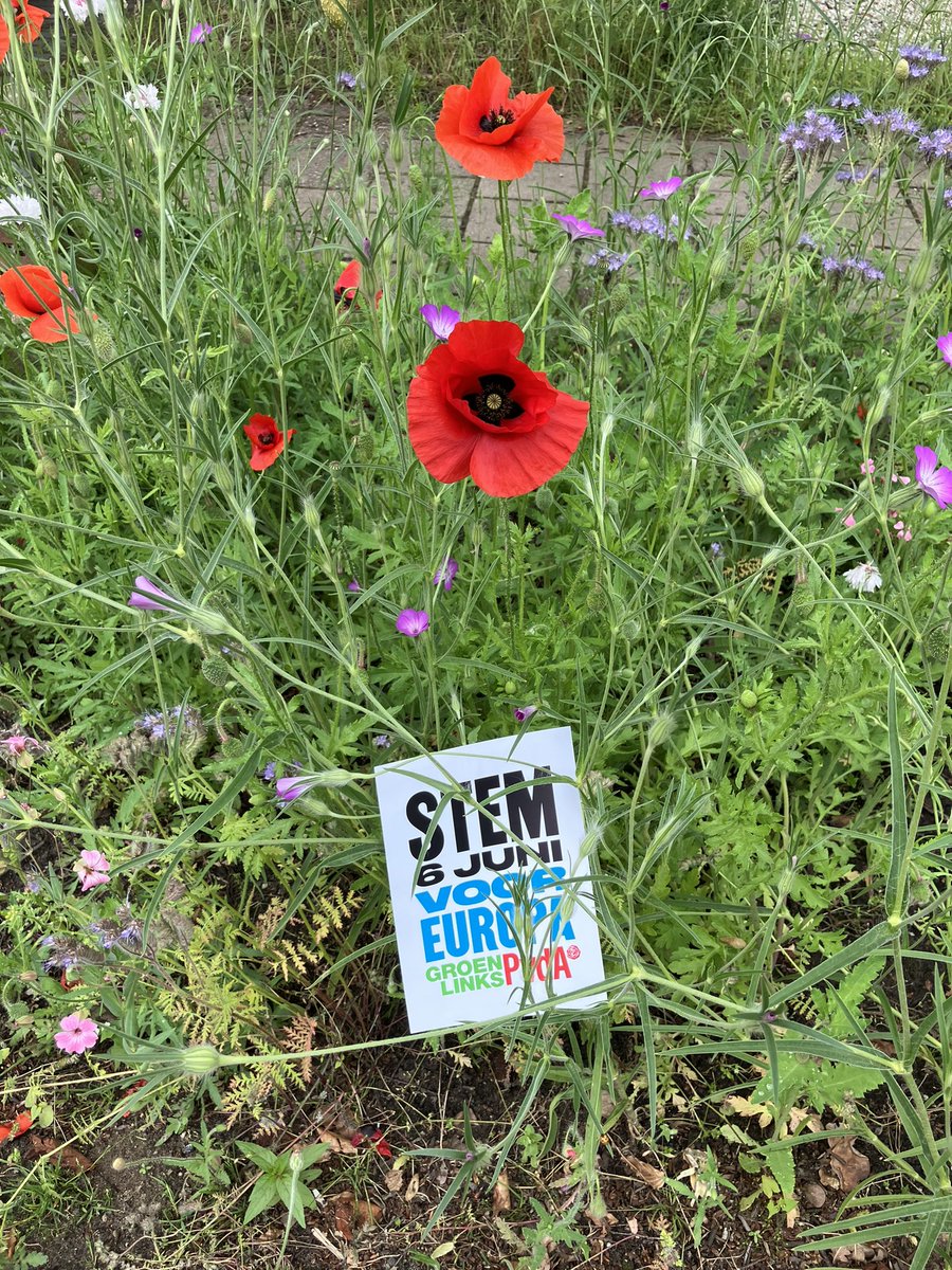 Ook in #Gorssel #StemVoorEuropa <a href="/gl_pvda/">GroenLinks-PvdA</a>