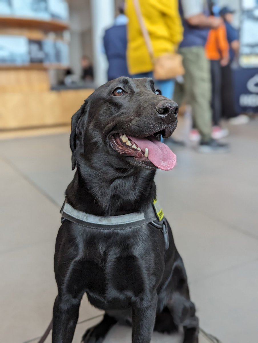 Come see Aggie and our friends at @CanBorder here at @BBishopAirport during @Doors_OpenTO! #dot24 #ytz #dogsofytz #dogs