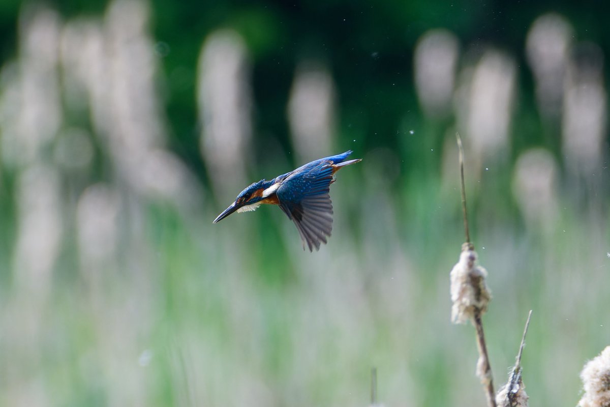 BarnyGas's tweet photo. Kingfisher at Backwell Lake #backwelllake #kingfisher https://t.co/ZyyxYTurvk