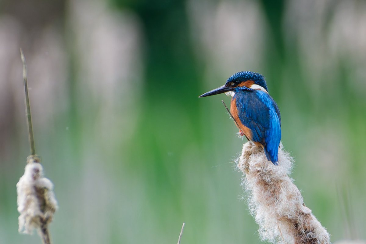 BarnyGas's tweet photo. Kingfisher at Backwell Lake #backwelllake #kingfisher https://t.co/ZyyxYTurvk