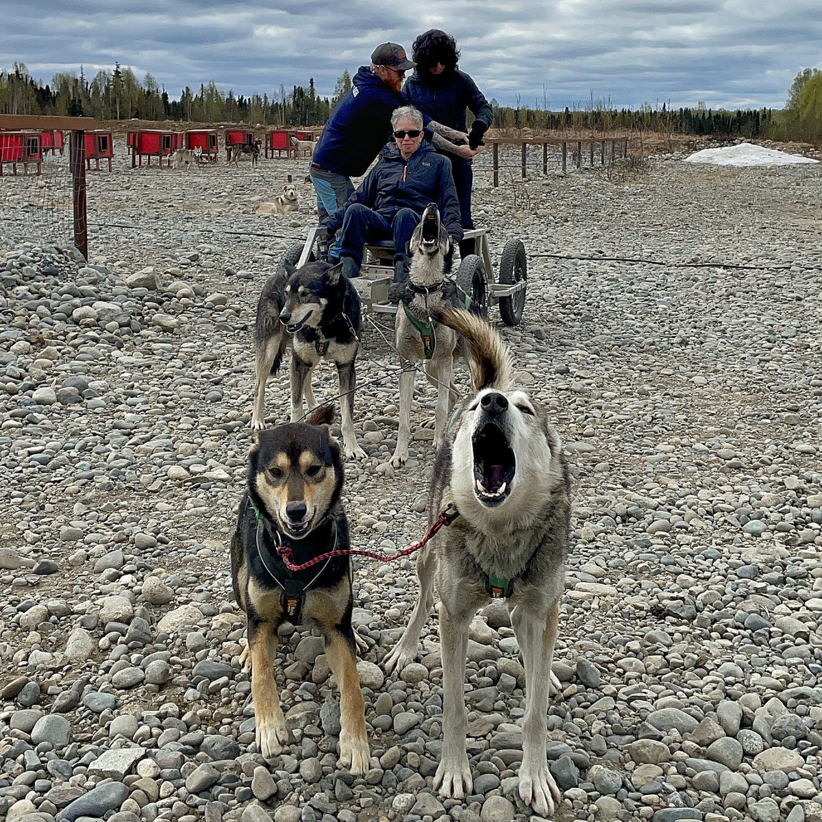 Feel the excitement of the team as they charge down the trail! 🐕🙌

Come and meet these incredible and adorable Alaskan huskies, at our kennel in Talkeetna!

Book now ⬇️
sleddogtours.com/dryland-mushing

#alaska #iditarod #sleddogs #mushing #alaskanhuskies #dogmusher #mushinglife