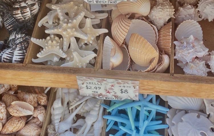 fairyprxncess's tweet photo. seashells 🐚 https://t.co/uDW7WJ18SJ