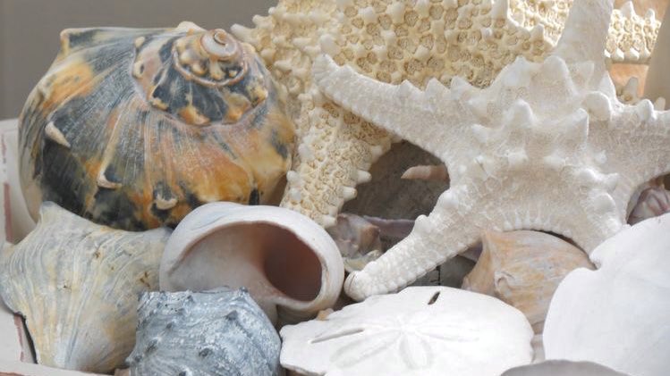 seashells 🐚