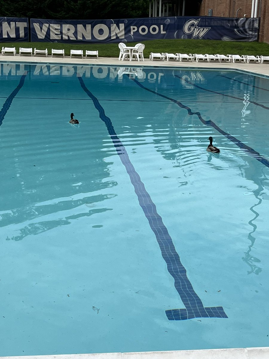 Welcoming our first guests of the season! 🦆🦆
