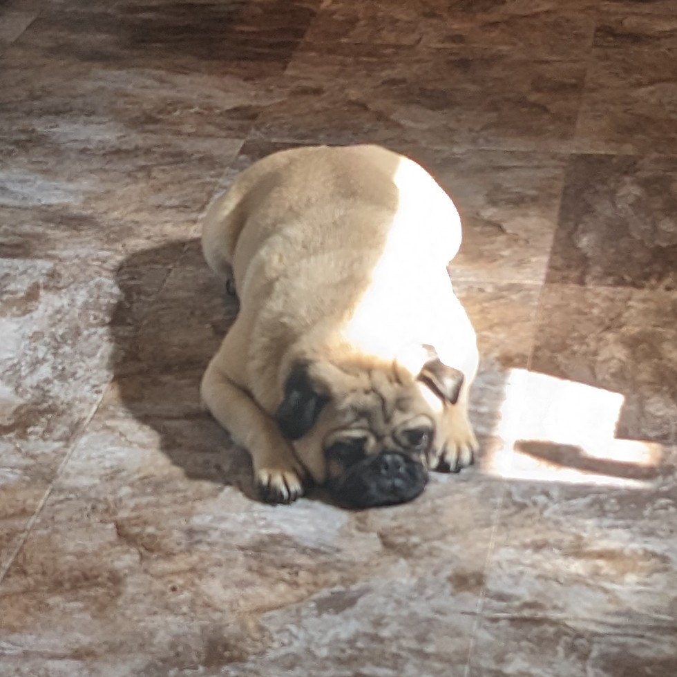 I wish the move wasn't going to take so long because there's nowhere at my current house for Marvin to lay in the sun like this. There's just so much decluttering to do between the houses and my husband works so many hours. And I visit my aunt in rehab in a different county. 😮‍💨