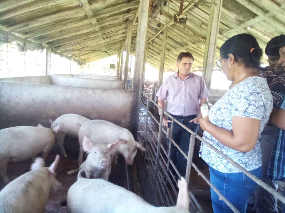 🇨🇺Chequeamos el programa porcino en #Matanzas con la Gobernadora @CaridadPoey y se visitamos al joven productor de 28 años Rogelio Yedra Lazo en Colón. #MatanzasDeGironal26 #MatancerosEnVictoria @rebeca_fundora
