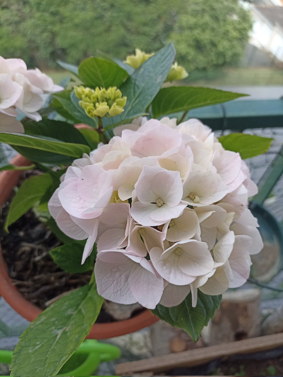 Des nouvelles de mon balcon