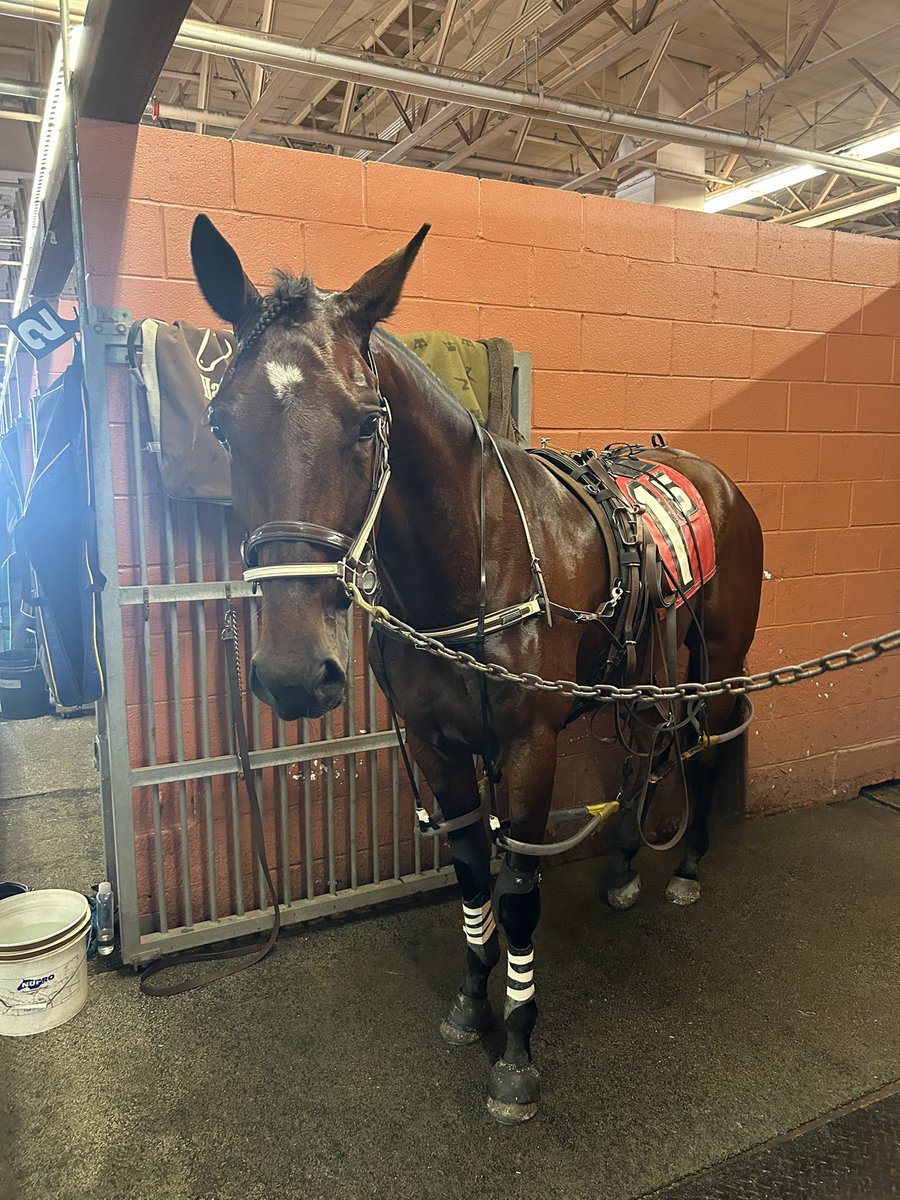 Chetak 1:53:1 in first qualifier