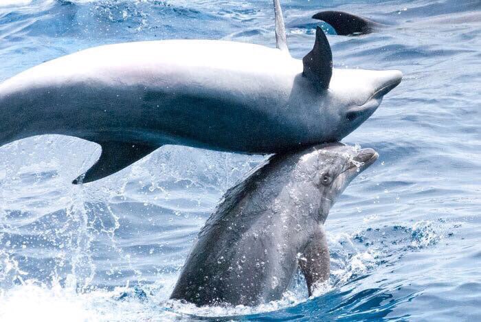今日友達がイルカのショー見に行ったと言ってたので京都水族館オープンしたての芸を覚えてなかったイルカショーの話を…(古いので画像荒い)
あとうまいこと取れたイルカにごっつんしたイルカ
