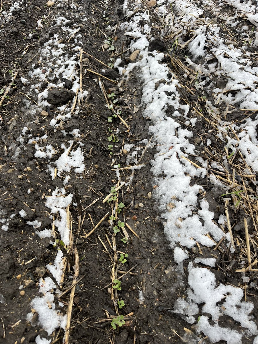 Is this canola going to make it, got down to +1 pretty sure didn’t freeze