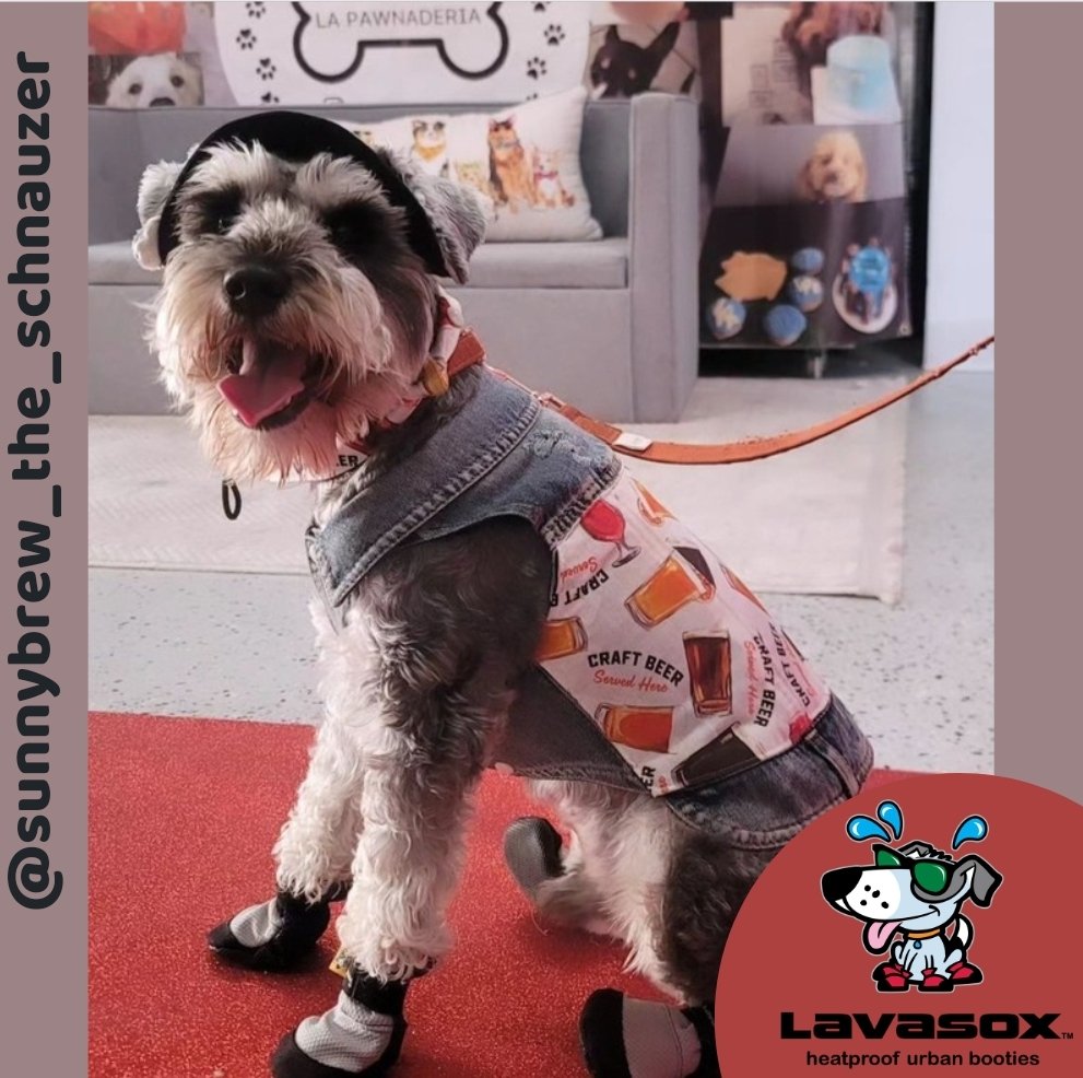 Sunnybrew here to remind you that the Lavasox Memorial Day Sale is going on through Monday! Save 25% on all in-stock Lavasox! 🌺 🐾 Sunnybrew is wearing Lavasox in Marina Blue. 💙 lavasox.com 💙 #brewdog #schnauzer