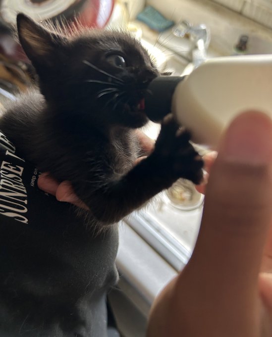 I meeaannnnnn&hellip;. She is a beautiful monster!🥹🥹🥹🥹 https://t.co/ASCu95lLfJ