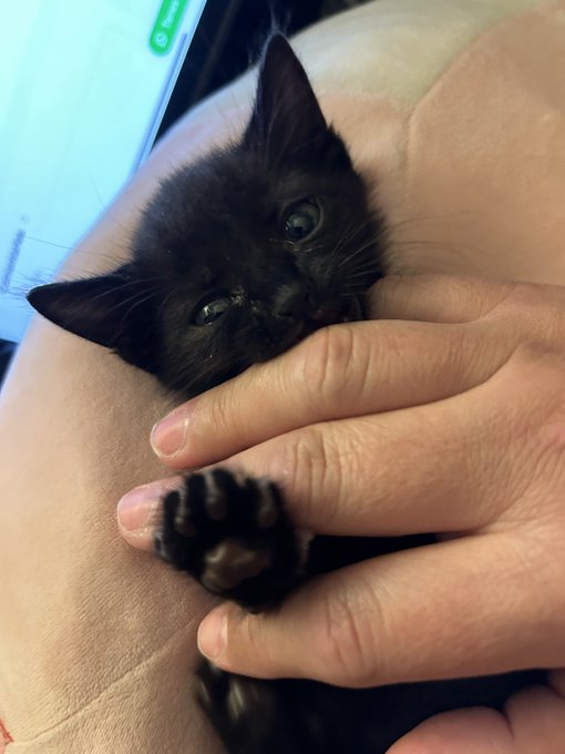 I meeaannnnnn&hellip;. She is a beautiful monster!🥹🥹🥹🥹 https://t.co/ASCu95lLfJ