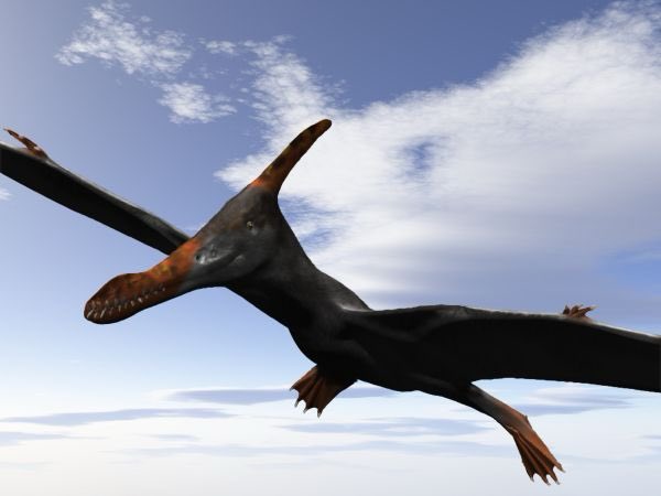 Today’s #Prehistoric Animal of the Day is Caulkicephalus!

🕰️ 130 million years ago #Cretaceous
📏 Upto 17ft wingspan
🌎 Europe
🎨 Nobu Tamaru

#PaleoArt #Pterosaurs