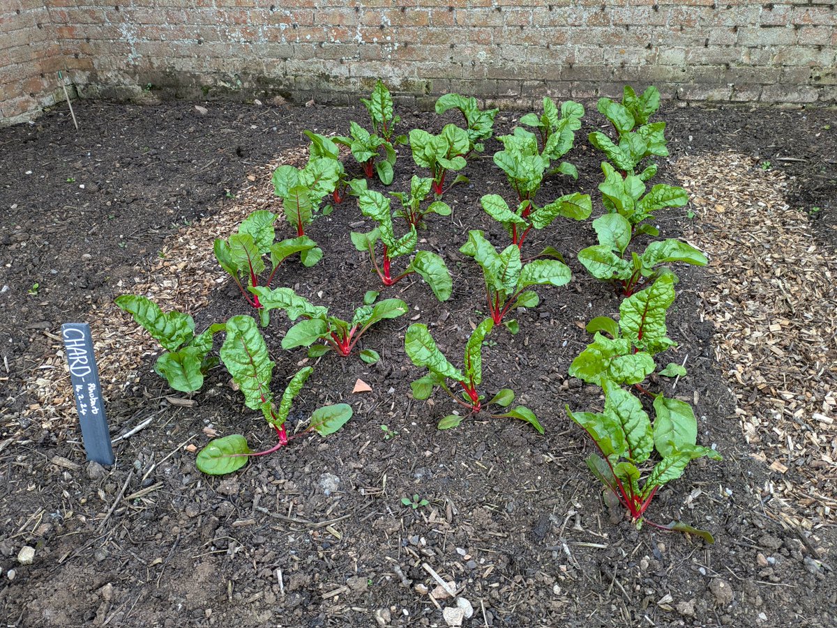 The Kitchen Garden at Tyntesfield is a Chefs dream!🧑🏻‍🍳🧑🏼‍🍳🔥👌🏼