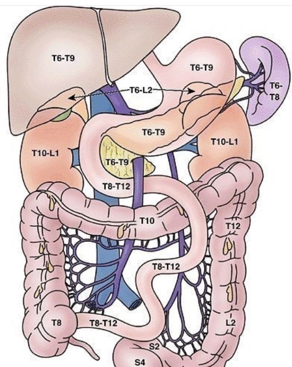 drteoa's tweet photo. Inervación órganos abdominales. https://t.co/6rJxazB4Ym