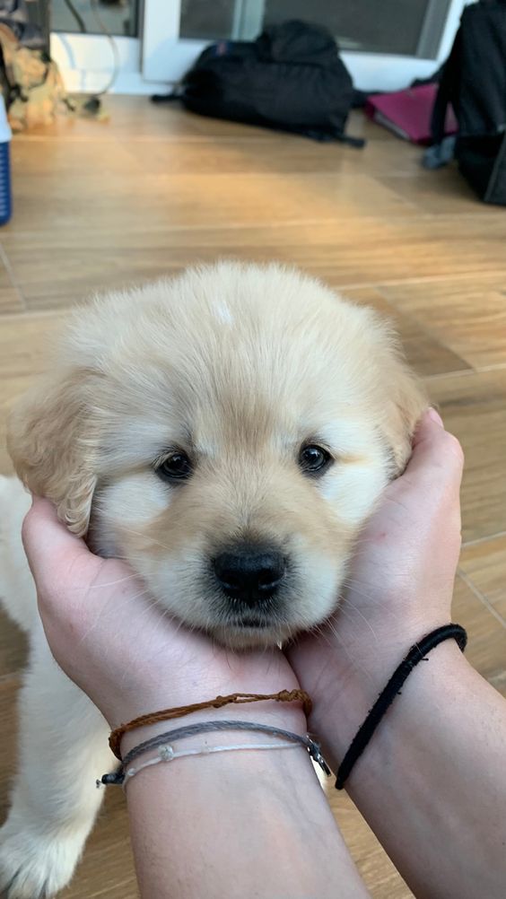 So cute and beautiful puppy😂🥰