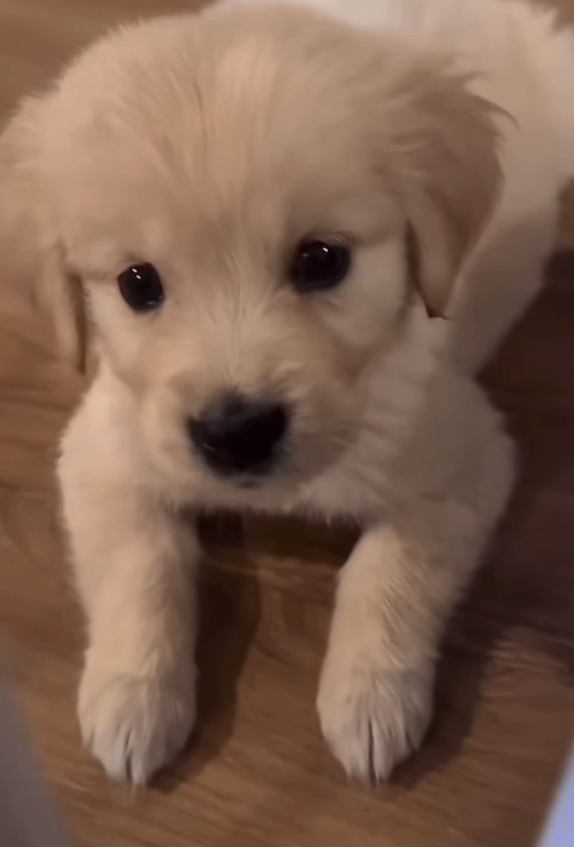 So adorable and cute puppy🥰😂🥰
