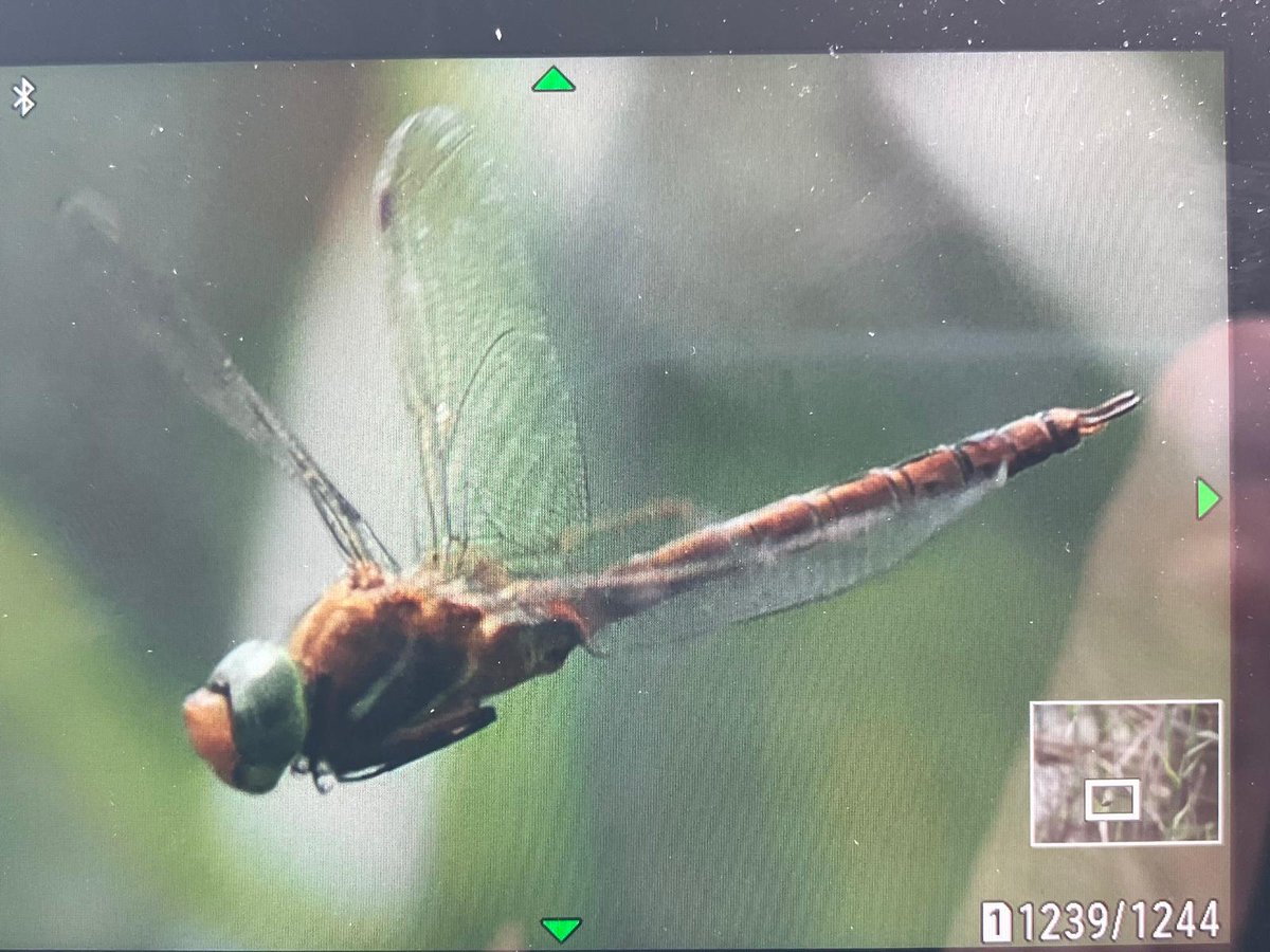 Norfolk Hawker at Island Hide, Westhay Moor NNR, Somerset on 25 May 2024. Back of camera shot just received from Andy Swash! @BDSdragonflies