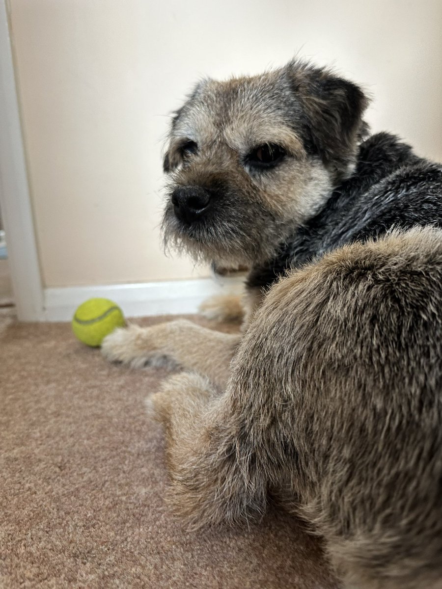 Been to see my favourites pals, but this the only photo to show for it 😳🙄 #ScrappyNelson #dogsofX #btposse #SaturdayMotivation