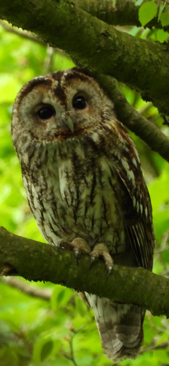 Tawny Owl from yesterday Co Durham